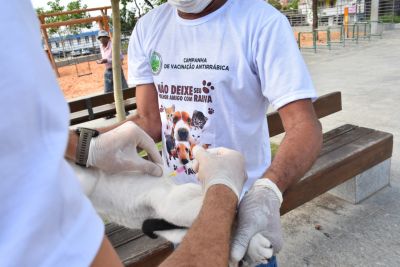 Campanha de vacinação antirrábica da Prefeitura de São Luís chega, neste sábado (11), aos distritos Cohab e Tirirical