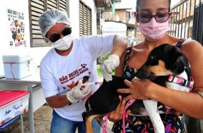 notícia: Prefeitura de São Luís inicia campanha de vacinação de cães e gatos