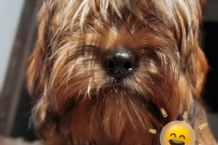 Vídeo: 🐾 Veja dicas para curtir com seu pet nos dias quentes 💧